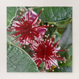 Nya Zeeland Flower Red Blooming Feijoa Pussel