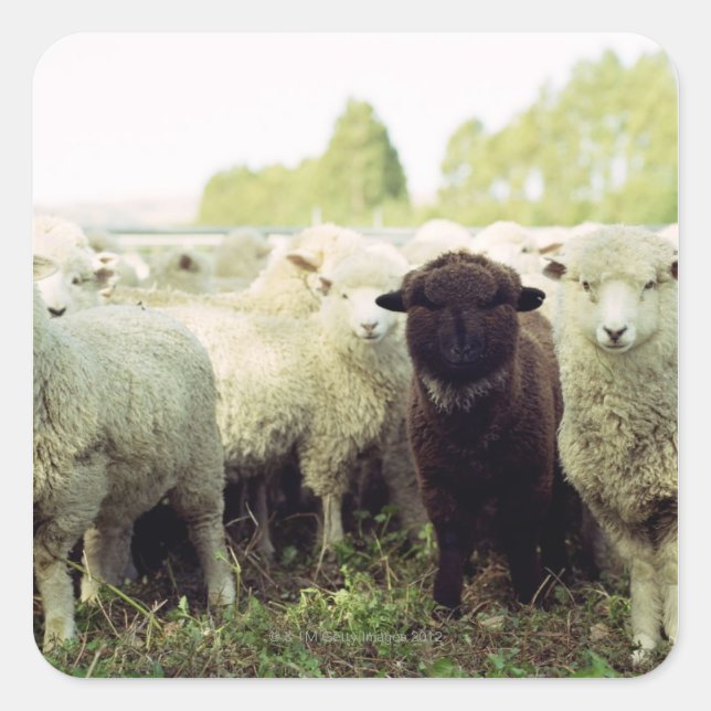 Nya Zeeland Fyrkantigt Klistermärke (Framsida)