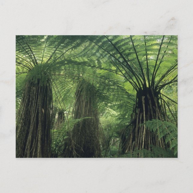 Nya Zeeland, Haast Valley, Westland, Soft Träd Vykort (Framsida)