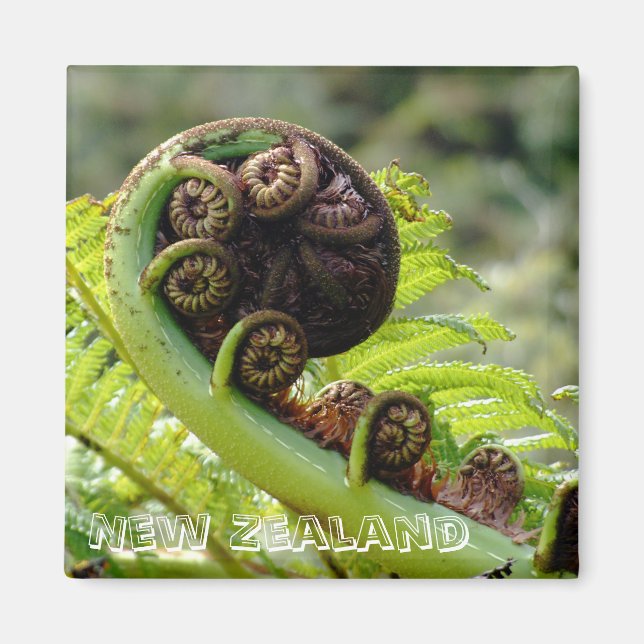 Nya Zeeland, Iconic fern löv (Fridge Magnet) Magnet (Framsidan)