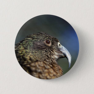 Nya Zeeland Kea, alpina bergspapegoja Knapp