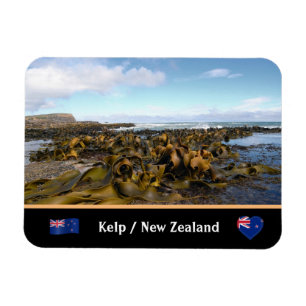 Nya Zeeland, Kelp Kusten - Curio Bay/Catlins Magnet