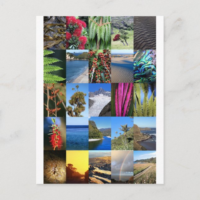 Nya Zeeland Kiwiana naturscener Vykort (Framsida)