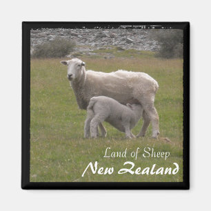 Nya Zeeland, Lamb matande nr 2 (Magnet) Magnet