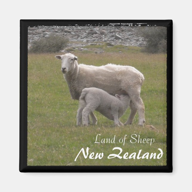 Nya Zeeland, Lamb matande nr 2 (Magnet) Magnet (Framsidan)