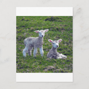 Nya Zeeland Lambs Vykort