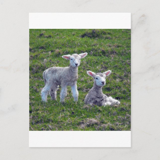Nya Zeeland Lambs Vykort (Framsida)