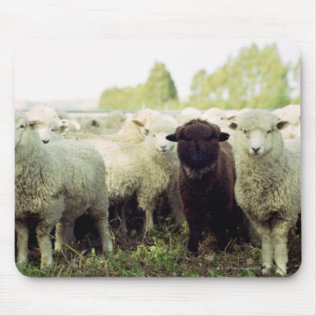 Nya Zeeland Musmatta (Framsidan)