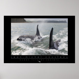 Nya Zeeland Orca Poster