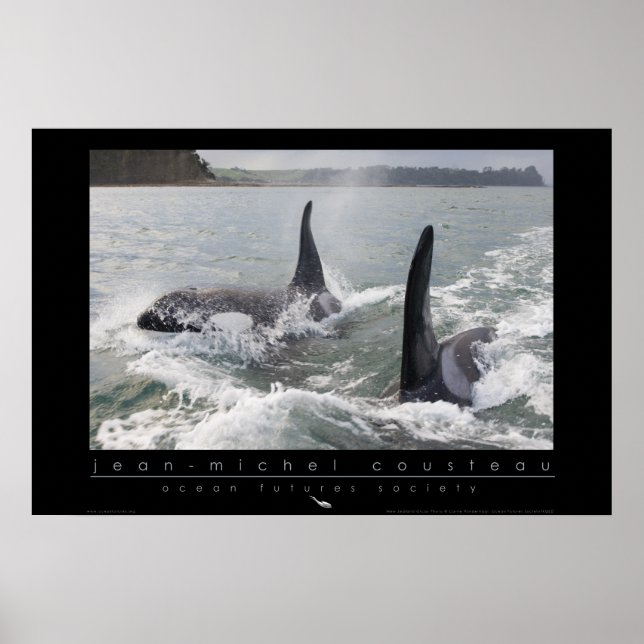 Nya Zeeland Orca Poster (Framsidan)