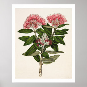 Nya Zeeland Pohutukawa - Metrosideros Tomentosa Poster