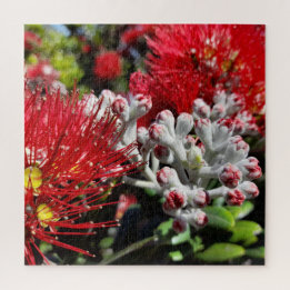 Nya Zeeland Pohutukawa Träd Red Blooming Flower Pussel