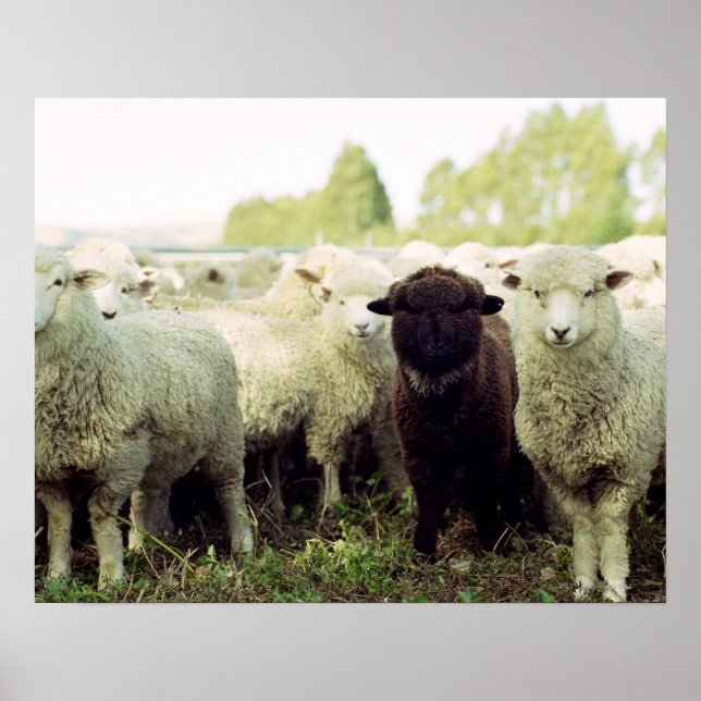 Nya Zeeland Poster (Framsidan)