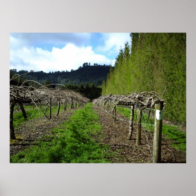 Nya Zeeland Poster (Framsidan)