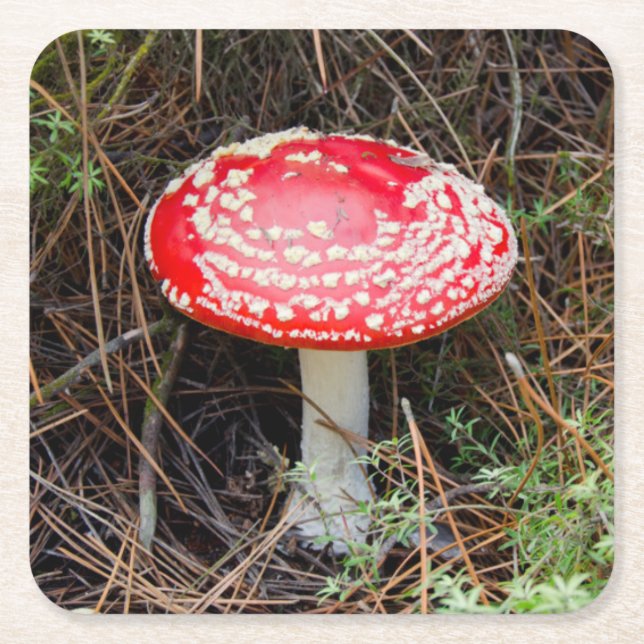 Nya Zeeland, Rotorua, Taupo Volcanic Zonare Underlägg Papper Kvadrat (Framsidan)