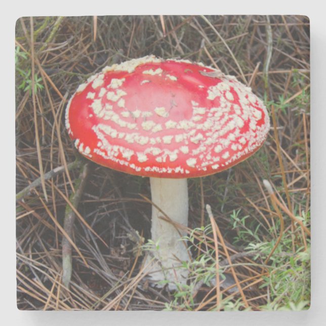 Nya Zeeland, Rotorua, Taupo Volcanic Zonare Underlägg Sten (Framsidan)