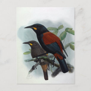 Nya Zeeland Saddleback Vintage Bird Illustration Vykort