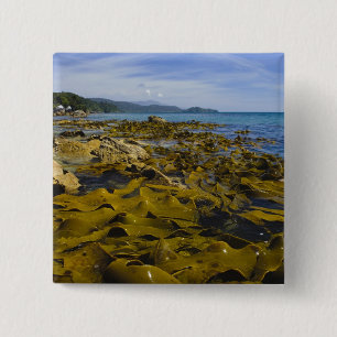 Nya Zeeland, Southland, Stewart Island. Kelp Knapp