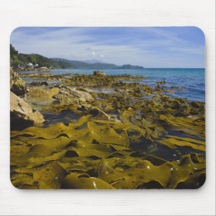 Nya Zeeland, Southland, Stewart Island. Kelp Musmatta