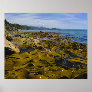 Nya Zeeland, Southland, Stewart Island. Kelp Poster