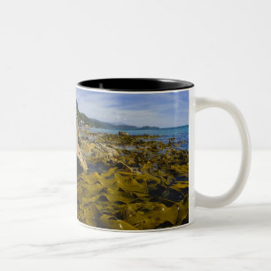 Nya Zeeland, Southland, Stewart Island. Kelp Två-Tonad Mugg