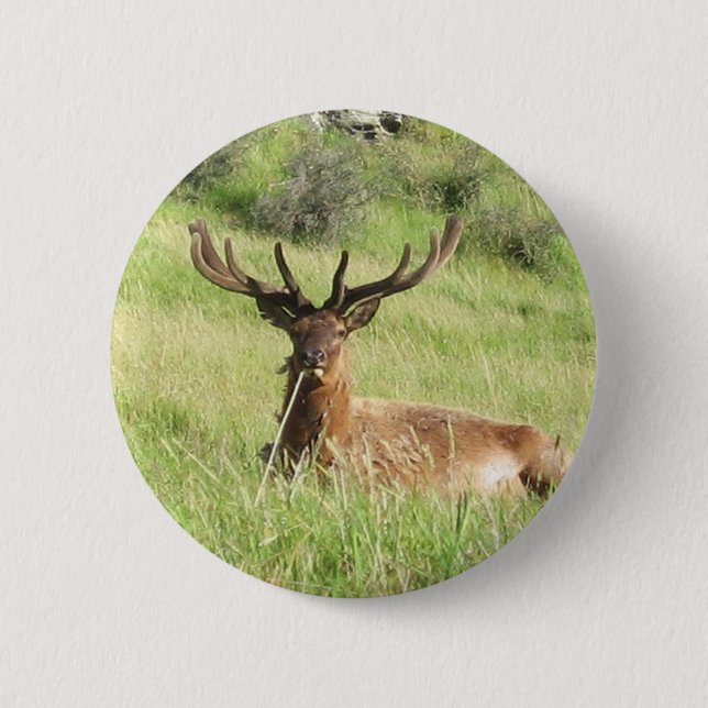 Nya Zeeland Stags Knapp (Framsida)