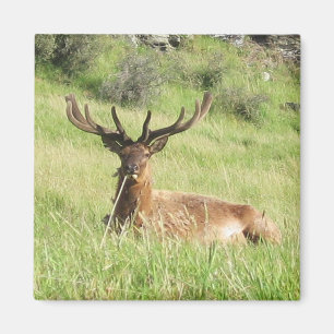 Nya Zeeland Stags Magnet