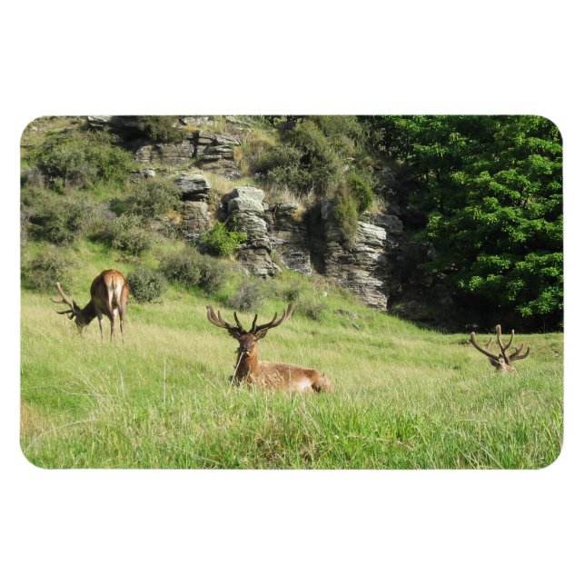 Nya Zeeland Stags Magnet (Horisontell)