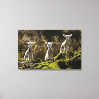 Nya Zeeland, Sydön, Fiordland Canvastryck