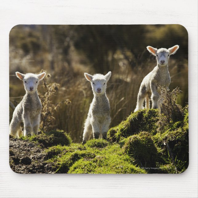 Nya Zeeland, Sydön, Fiordland Musmatta (Framsidan)