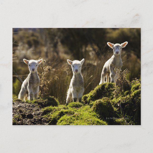 Nya Zeeland, Sydön, Fiordland Vykort (Framsida)