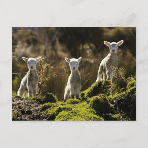 Nya Zeeland, Sydön, Fiordland Vykort