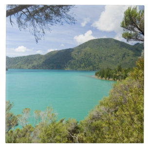 Nya Zeeland, Sydön, Marlborough Sounds. Kakelplatta