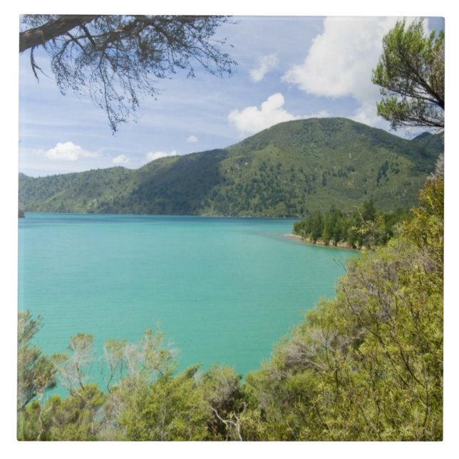 Nya Zeeland, Sydön, Marlborough Sounds. Kakelplatta (Framsidan)