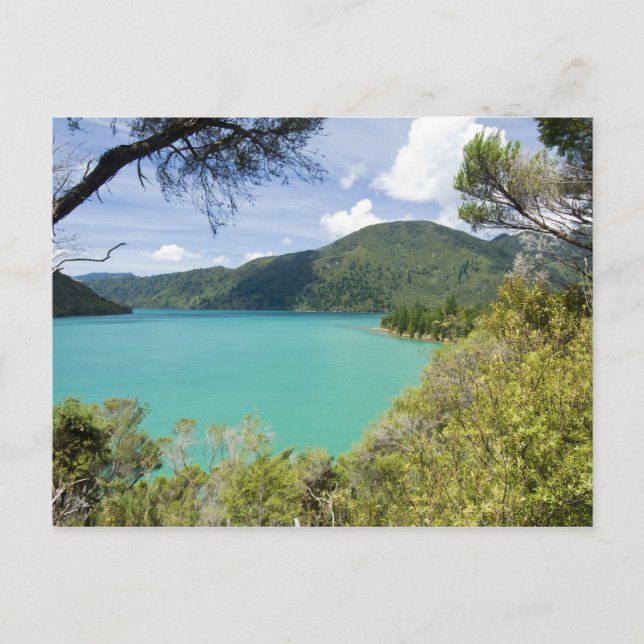 Nya Zeeland, Sydön, Marlborough Sounds. Vykort (Framsida)