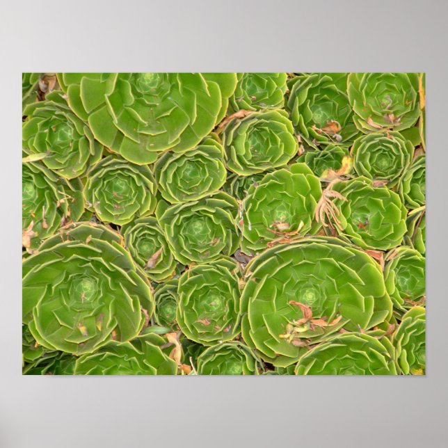 Nya Zeeland, Sydön. Sukkulent. Poster (Framsidan)