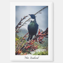 Nya Zeeland Tui Fågel Magnet