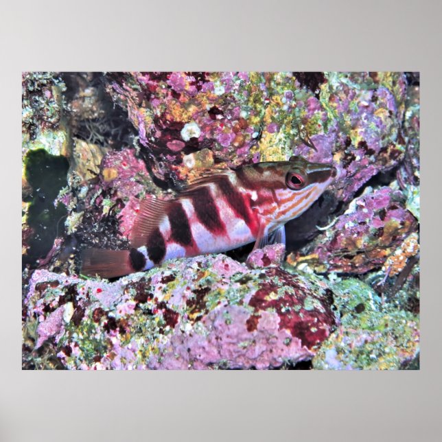 Nya Zeelands fisk Poster (Framsidan)