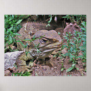 Nya Zeelands ödla: Tuatara Poster