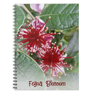 Nya Zeelands Red Blommigt Feijoa Blommar Anteckningsbok