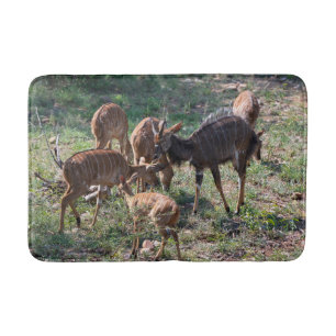 Nyala Antilop Vilda Fotografier Badrumsmatta