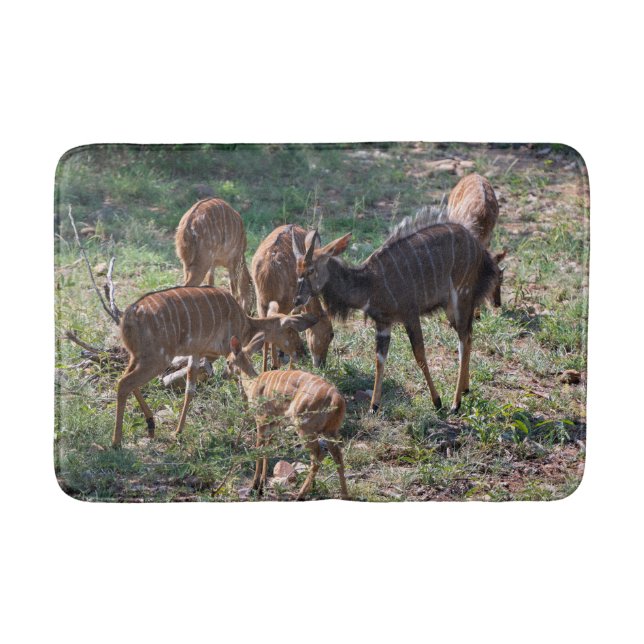 Nyala Antilop Vilda Fotografier Badrumsmatta (Framsidan)
