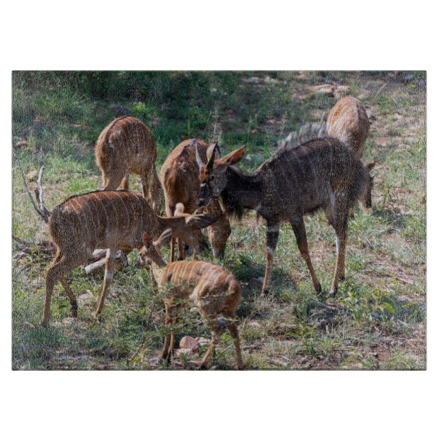 Nyala i gräsmarker – Wildlife Moment (Framsidan)