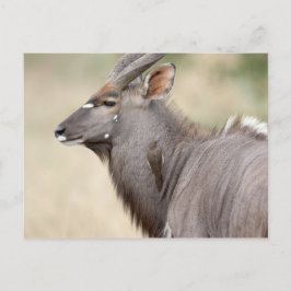 Nyala med oxpecker vykort