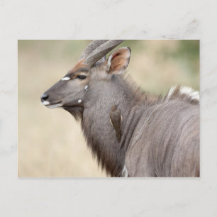 Nyala med oxpecker vykort