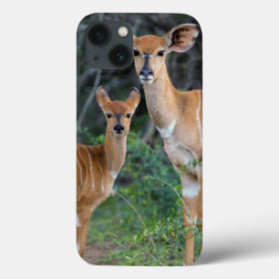 Nyala (Tragelaphus Angazii) med barn, Ndumo