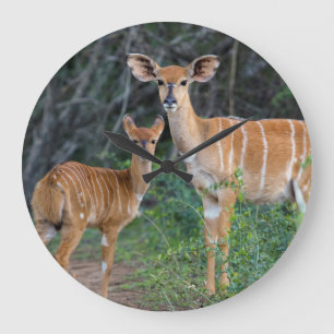 Nyala (Tragelaphus Angazii) med barn, Ndumo Stor Klocka