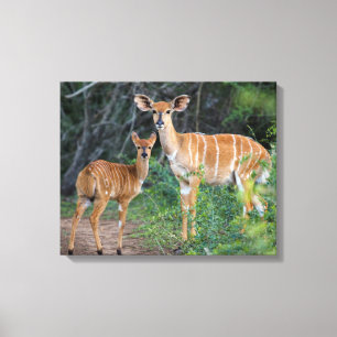 Nyala (Tragelaphus Angazii) Med Unge, Ndumo Canvastryck