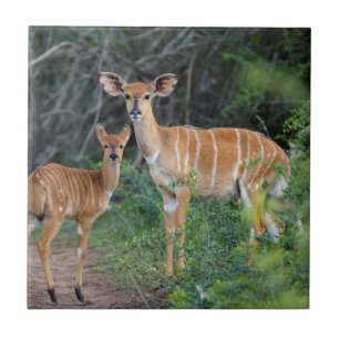 Nyala (Tragelaphus Angazii) Med Unge, Ndumo Kakelplatta
