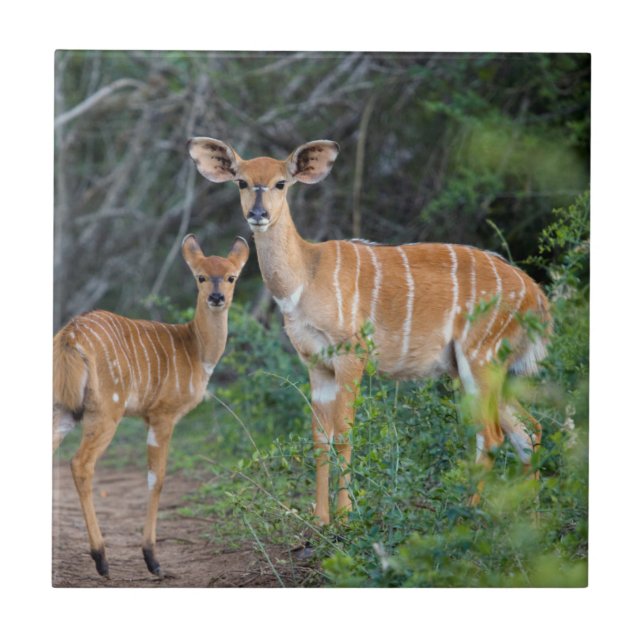Nyala (Tragelaphus Angazii) Med Unge, Ndumo Kakelplatta (Framsidan)